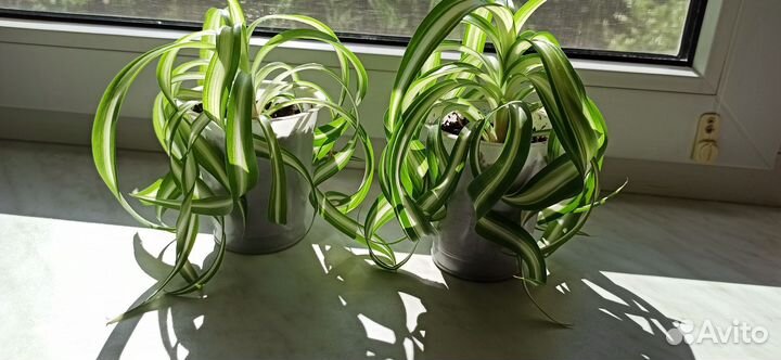 Хлорофитум кудрявый