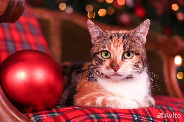 Кошки бесплатно трехцветная кошка на удачу