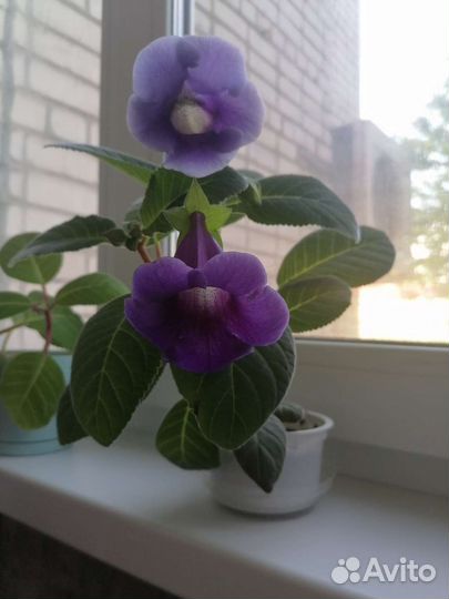 Цветы глоксиния