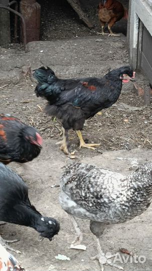 Петух,куры