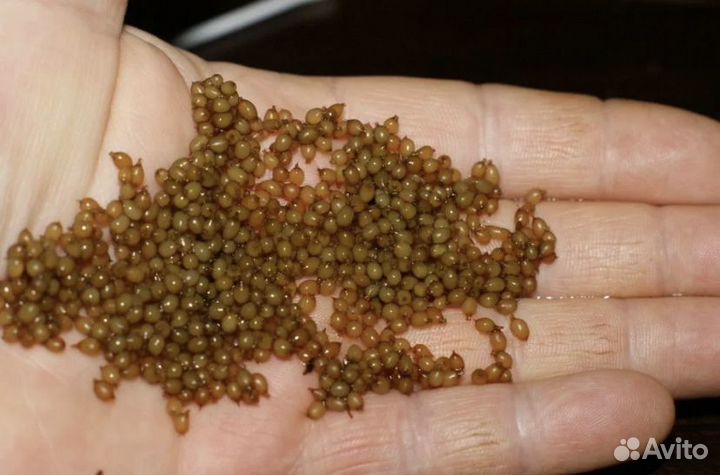 Голландские коконы Дендробена