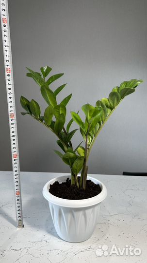 Замиокулькас