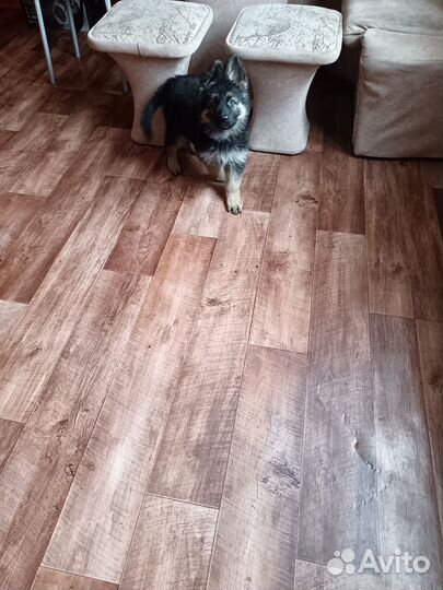 Щенки немецкой овчарки