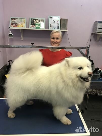 Груминг животных