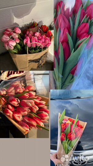 Тюльпаны опт и розница