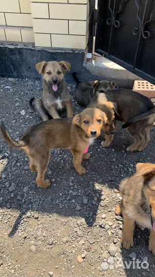 Собака в добрые руки отдам бесплатно