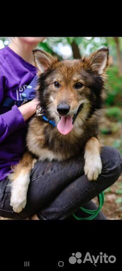 Мокко из приюта