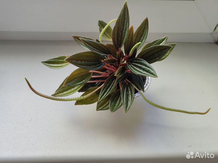 Пеперомия Россо