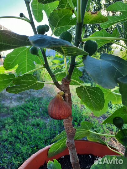 Инжир плодоносщий