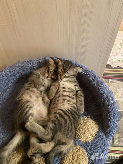 Отдам котят. Родились 16.12.22., к латку приучены