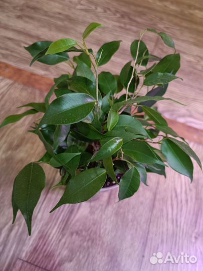 Фикус бенджамина