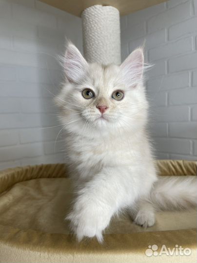 Сибирский котенок. Сибирские котята