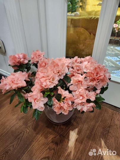 Азалии пышные для дома и террасы