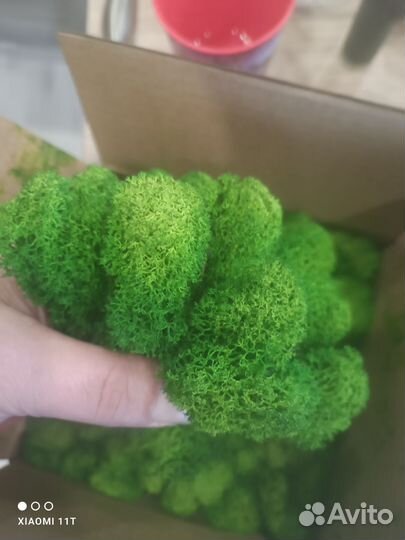 Декоративный (стабилизированный) мох и панели