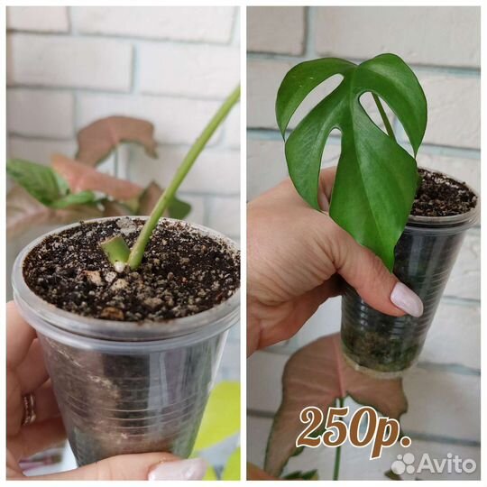 Рафидофора Тетрасперма и Рафидофора Декурсива