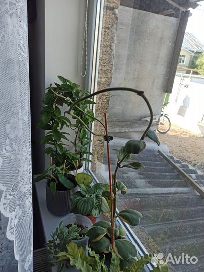 Хойя kerry вариегатная