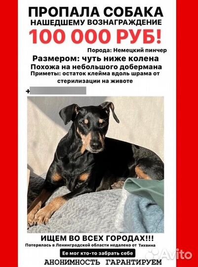 Немецкий пинчер