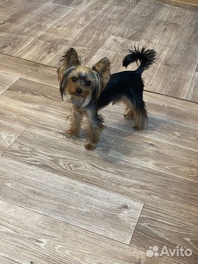 Йоркширский терьер