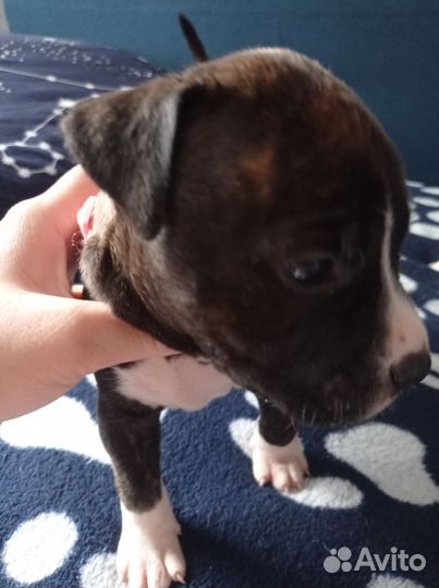 Щенки Питбуль