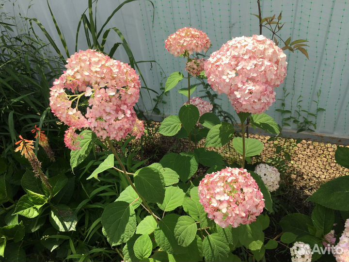 Гортензия древовидная зимостойкая