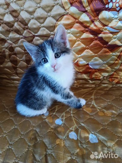 Котёнок (самец)