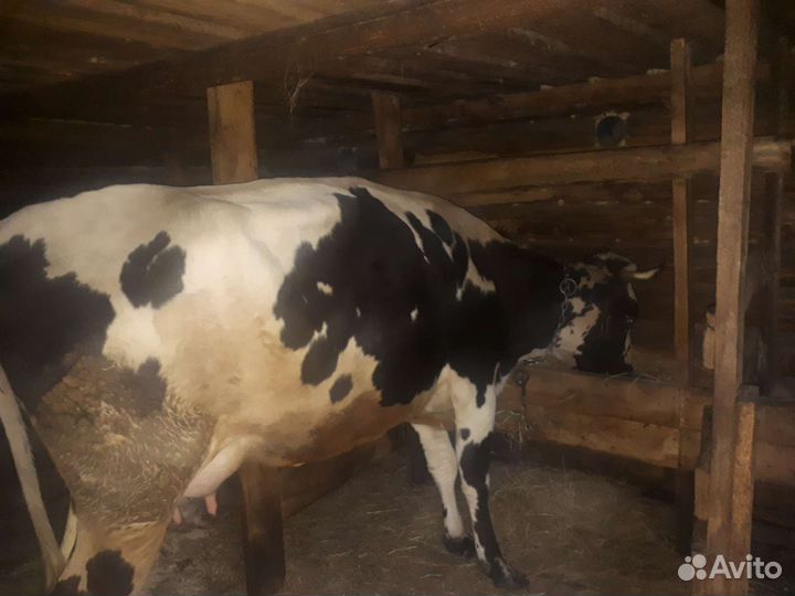 Корова, телята