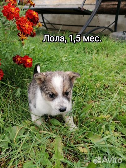 Щенки метисы в добрые руки