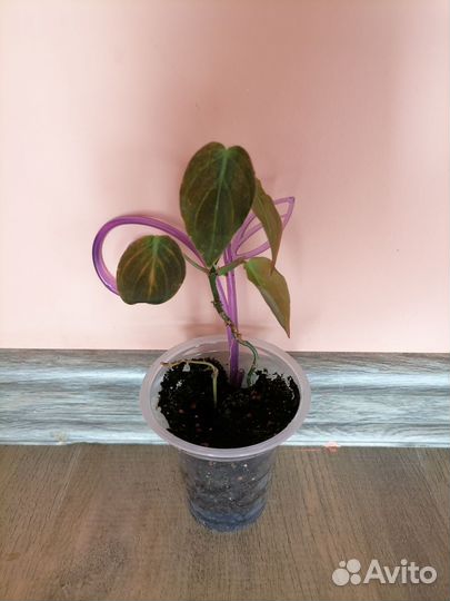 Филодендрон сканденс Миканс