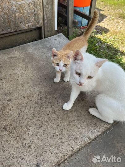 Котята в добрые руки бесплатно