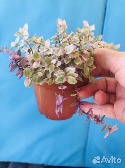 Коллизия Розовая пантера и коллизия Репенс