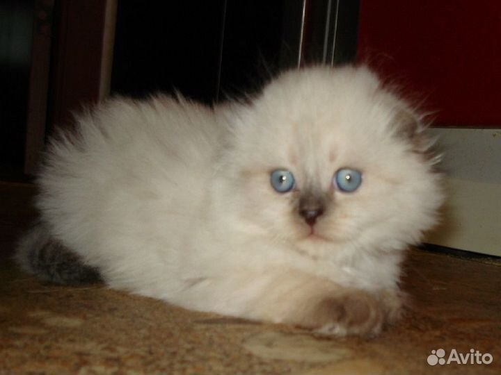 Кошки шотландцы