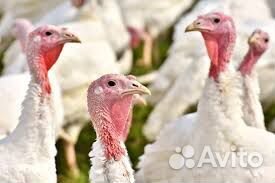 Продам мясо домашней индейки