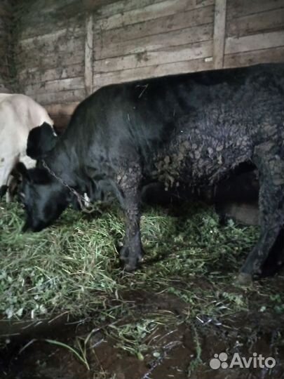 Корова тёлка