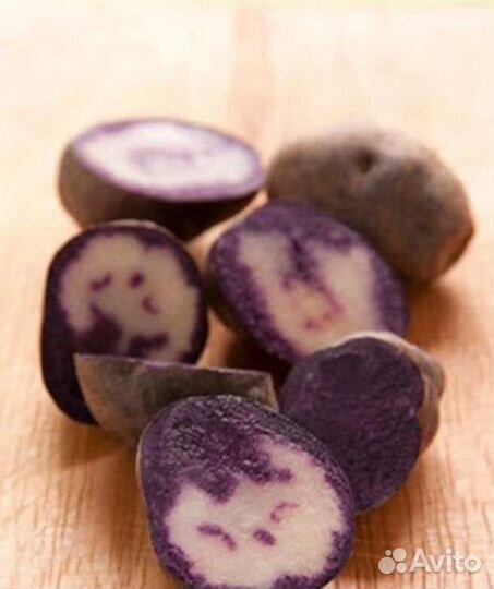 Семенной картофель