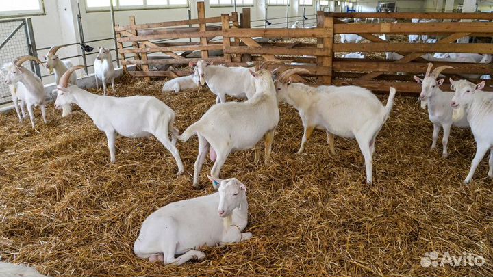 Путешествие на экоферму в г. Вольск