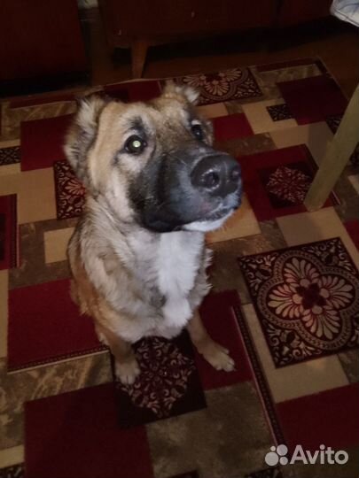 Собака в добрые руки отдам бесплатно