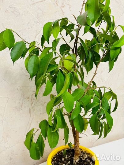 Фикус бенджамина