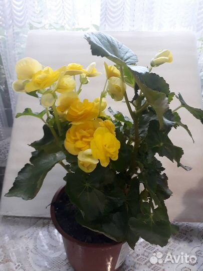 Бегонии элатиор