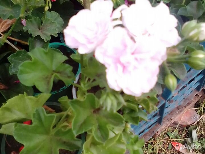 Рассада Цветов