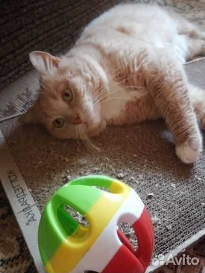 В добрые руки