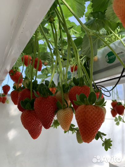 Клубника нсд. флорида бьюти