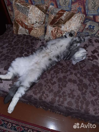 Британский кот