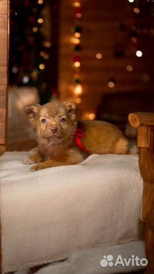 Собака в добрые руки щенок мальчик