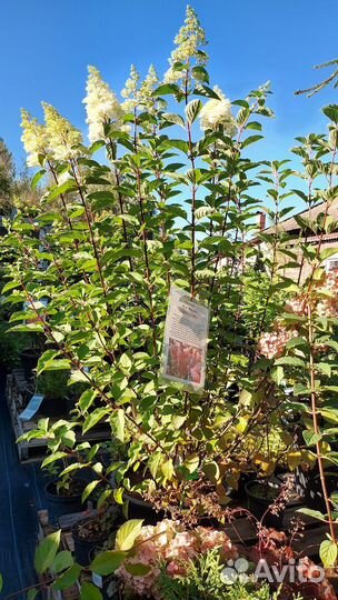 Гортензия Фрейз Мельба огромные кусты