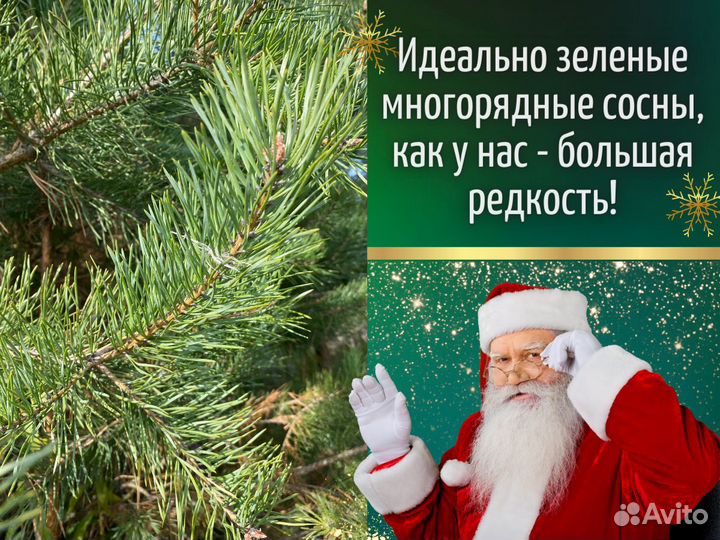 Живые елки оптом Сосны оптом от производителя