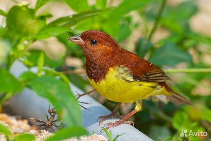 Певчие Птицы Дальнего Востока