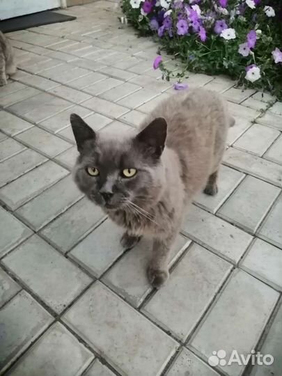 Кот марсик И кот василий