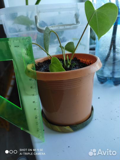 Антуриум красный