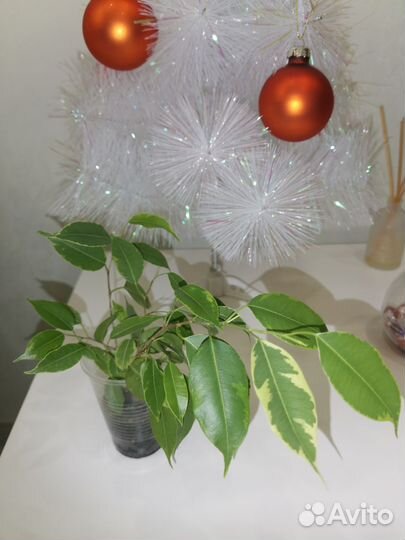 Фикус Кинки