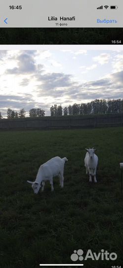 Зааненская дойная коза